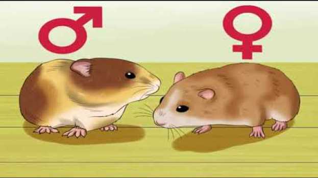 Video How to Know When Your Hamster is Pregnant?? su italiano