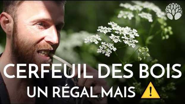 Video Cerfeuil des bois un régal mais ⚠️ em Portuguese