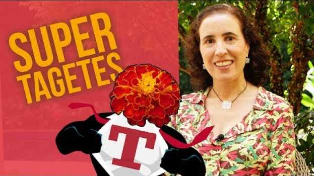 Видео Uma flor que PROTEGE a sua horta: Tagetes! | Nô Figueiredo на русском