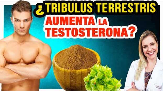 Video Tribulus Terrestris Aumenta la Testosterona? Beneficios, Cómo Funciona y Cuidados (¿HACE DAÑO?) en français