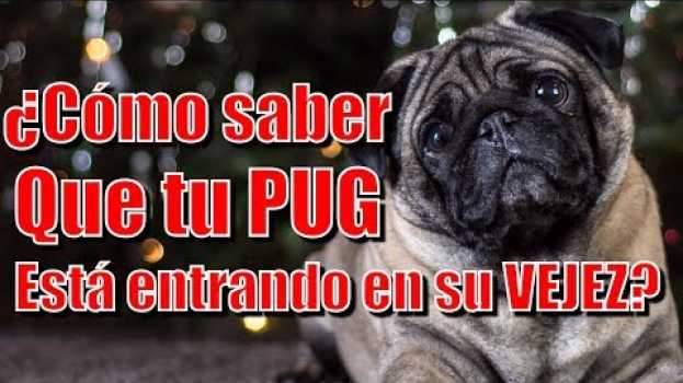 Video Cómo saber que tu Pug ya está entrando en su vejez in English
