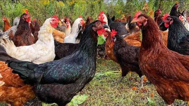 Video Os primeiros passos para iniciar uma criação de galinhas en Español