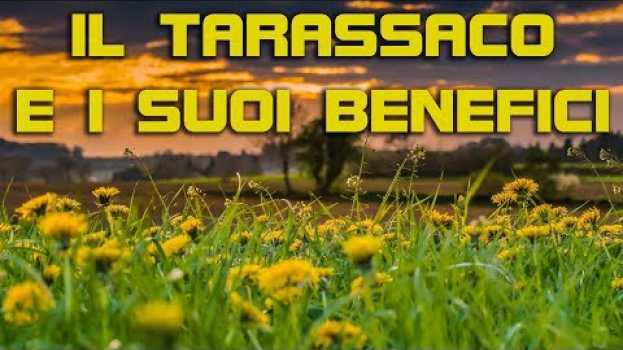 Video Il tarassaco e i suoi benefici, tutti i segreti di questa incredibile pianta su italiano