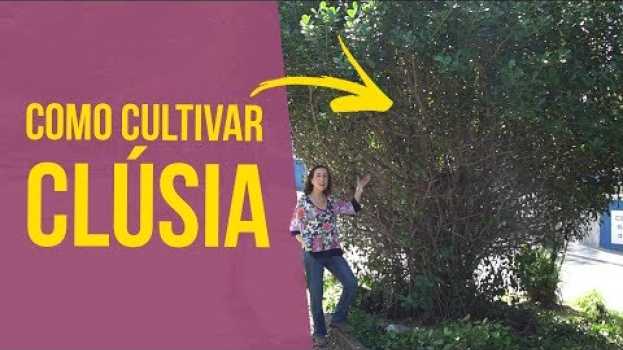Video Como Cultivar Clúsia | Nô Figueiredo in English