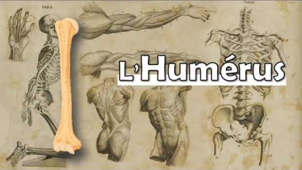 Video ? VITE FAIT : La Présentation la plus simple de l'Humérus - Anatomie du membre supérieur em Portuguese