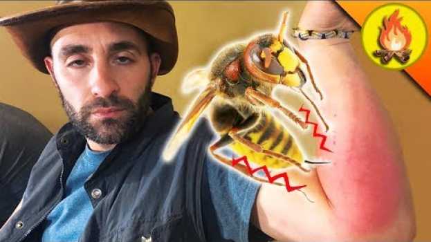 Video Giant Hornet KNOCKS OUT Coyote! en Español