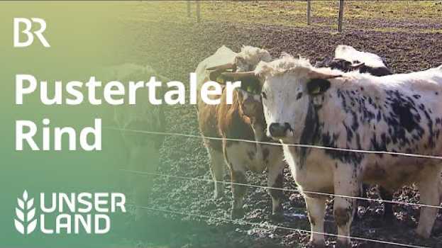 Video Vom Aussterben bedroht - das Pustertaler Rind | Unser Land | BR Fernsehen en français
