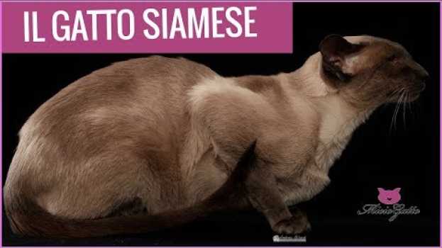Видео Il gatto Siamese, ecco quello vero! Non confondiamoci! на русском