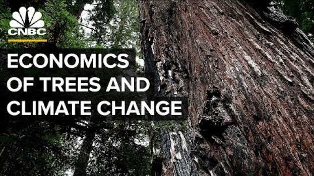 Video Can Planting Billions Of Trees Halt Climate Change? in Deutsch