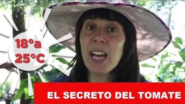 Video Cultivo del TOMATE🍅💚 Secreto para que germine siempre en Español