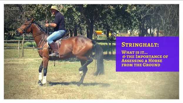 Video What is Stringhalt (& The Importance of Assessing a Horse Being Ridden from the Ground) in Deutsch