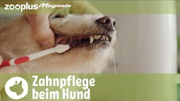 Video Zahnpflege beim Hund: Warum es so wichtig ist en Español