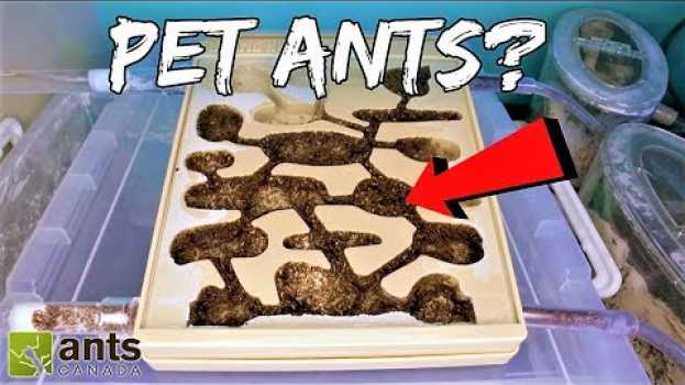 Видео Why Are MILLIONS of People Keeping ANTS as PETS? на русском