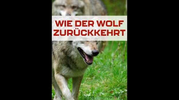 Video Wie der Wolf zurückkehrt. #shorts in English