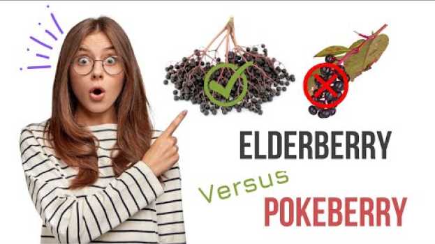 Video What Does Elderberry Look Like Versus Pokeberry? en Español