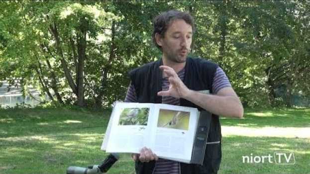 Video Sortie nature à Niort Plage - les oiseaux des rivières en français