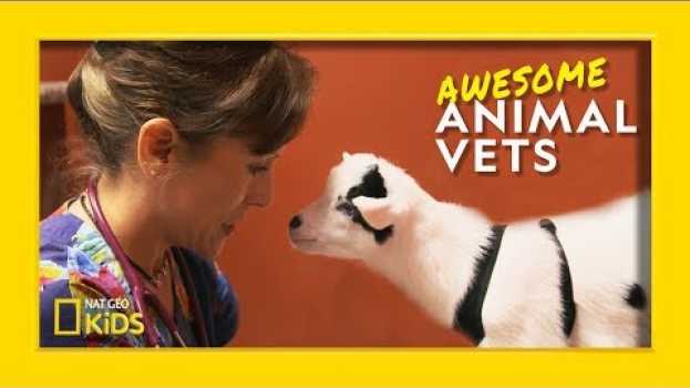 Видео So You Want To Be a Vet? | Awesome Animal Vets на русском