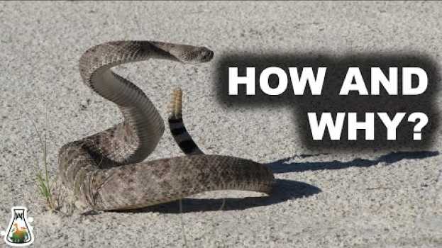 Video How and Why Does A Rattlesnake Produce Its Rattle? en français