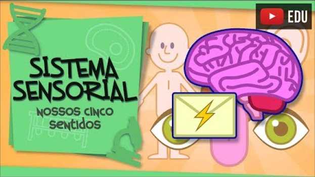Video Sistema Sensorial - os nossos 5 sentidos en Español