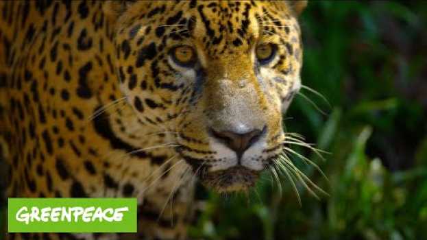 Video Greenpeace TV-Spot: Wir müssen den Amazonas schützen – bevor es zu spät ist! em Portuguese