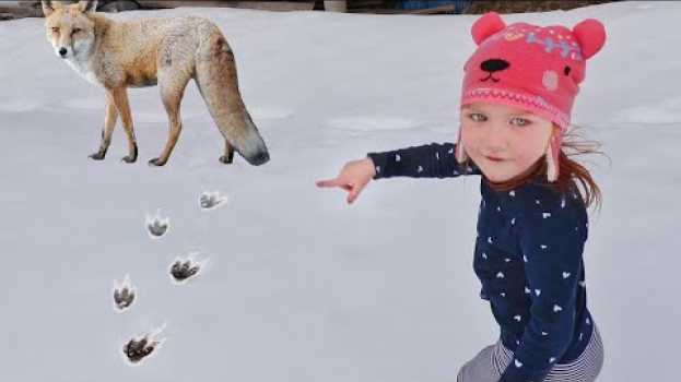 Video MYSTERY ANiMAL TRACKS!! Exploring our Cabin in Frozen Snow to find a Hidden FOX! Fun Family Vacation en Español