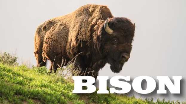 Video All About American Bison (aka Buffalo) for Kids - Animal Videos for Children - FreeSchool in English