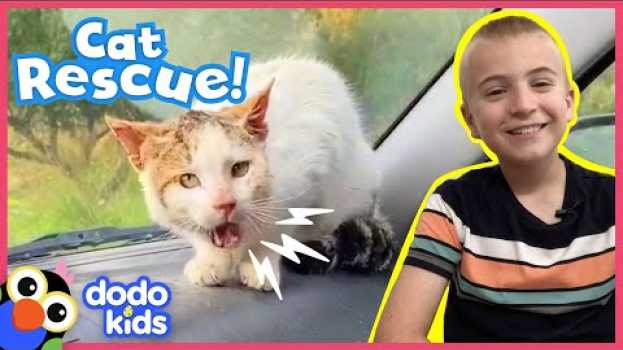 Video Angry Wild Cat Becomes His Rescuer’s Best Friend | Animal Videos For Kids | Dodo Kids na Polish