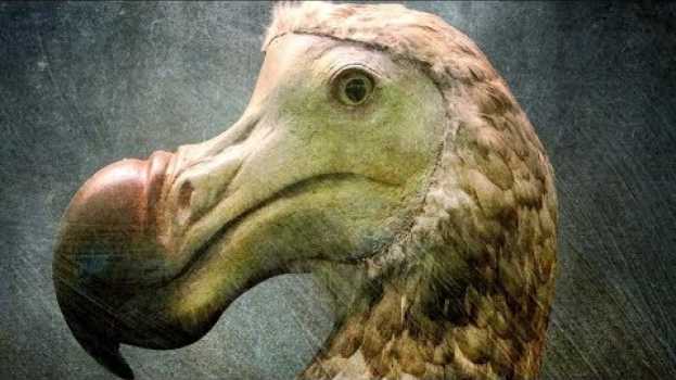 Video Scientists Finally Know The Real Reason Dodo Birds Went Extinct in Deutsch