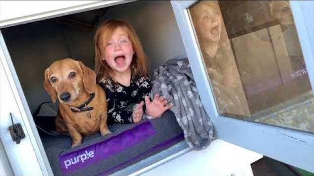 Video Hidden Surprise in our Backyard Dog House Mansion!!  Family fun with Adley and Niko! em Portuguese