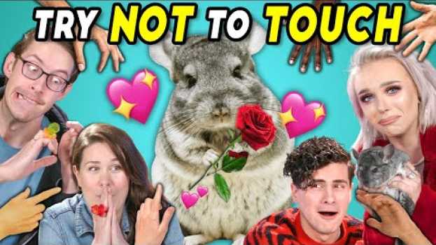 Видео YouTube Couples Try Not To Touch Challenge (ft. a Chinchilla) на русском