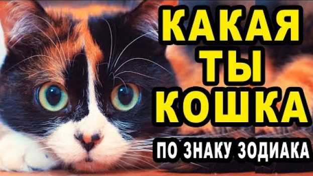 Видео Какая Ты Домашняя Кошка по Знаку Зодиака на русском