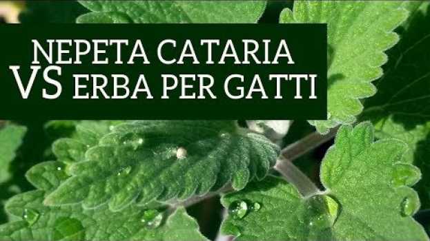 Video Erba per gatti VS Nepeta cataria! Cosa vuole il tuo gatto? su italiano
