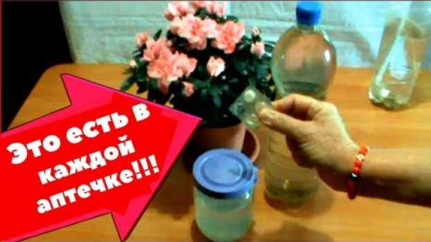 Видео Маленькая хитрость которая сохранит пышное цветение Азалии на долго // Это есть в каждой аптечке // на русском