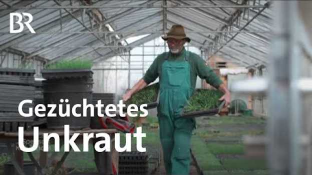 Video Saatgut für Wildkräuter: Der "Unkraut-Züchter" aus dem Isental | Zwischen Spessart und Karwendel su italiano