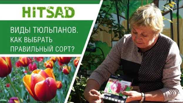 Видео Тюльпаны и их разновидности! Как подобрать подходящий сорт. HITSAD TV. на русском