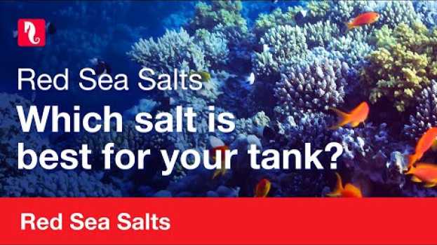 Video Red Sea Salts | Which is best for your tank? in English