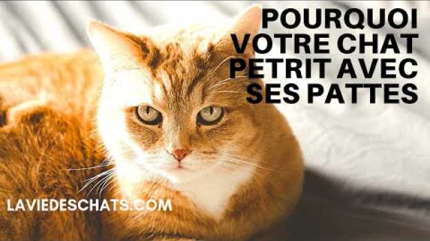Video Pourquoi votre chat pétrit avec ses pattes ? 🐱 en français