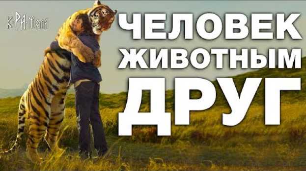 Видео Почему он его не съел? 10 невероятных историй о дружбе людей с дикими животными на русском