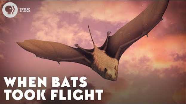 Video When Bats Took Flight em Portuguese